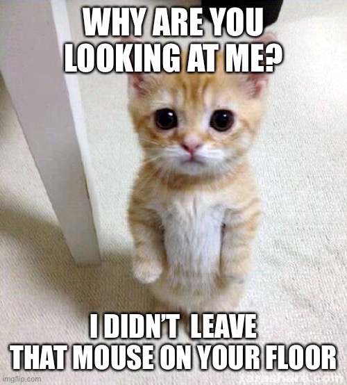 Cute Cat | WHY ARE YOU LOOKING AT ME? I DIDN’T  LEAVE THAT MOUSE ON YOUR FLOOR | image tagged in memes,cute cat | made w/ Imgflip meme maker