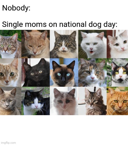 Imgflip doesn't have a tag for single fathers. Hmmm | Nobody:; Single moms on national dog day: | image tagged in memes,single mom,fathers day,fathers,meanwhile on imgflip,mgtow | made w/ Imgflip meme maker