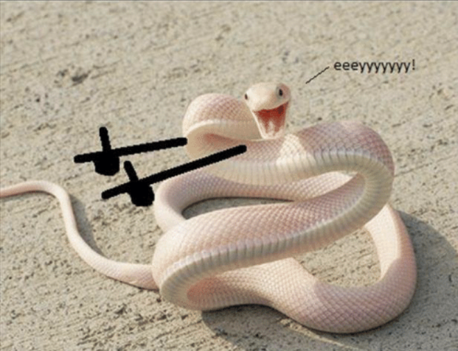 Ey Snake Blank Meme Template