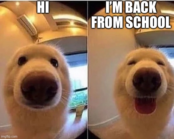 wholesome doggo | HI; I’M BACK FROM SCHOOL | image tagged in wholesome doggo | made w/ Imgflip meme maker