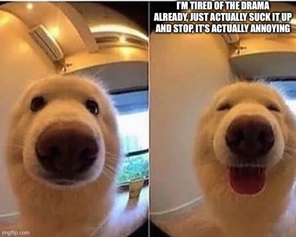 wholesome doggo | I’M TIRED OF THE DRAMA ALREADY, JUST ACTUALLY SUCK IT UP AND STOP, IT’S ACTUALLY ANNOYING | image tagged in wholesome doggo | made w/ Imgflip meme maker