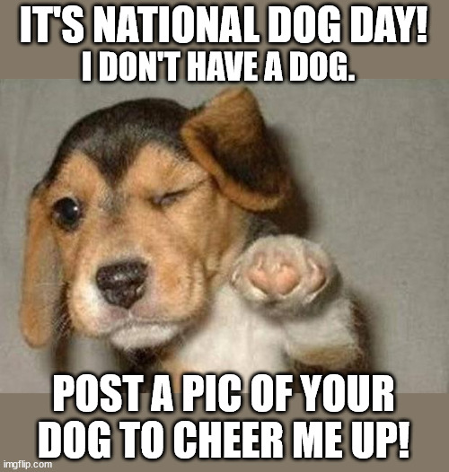 Winking Dog |  IT'S NATIONAL DOG DAY! I DON'T HAVE A DOG. POST A PIC OF YOUR DOG TO CHEER ME UP! | image tagged in winking dog,national dog day,plea for pics | made w/ Imgflip meme maker