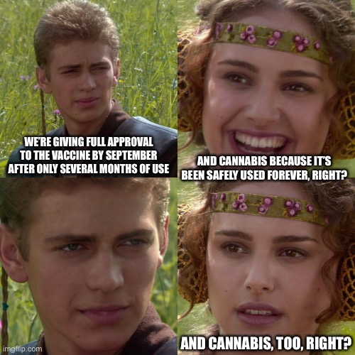 And cannabis, too, right? | WE’RE GIVING FULL APPROVAL TO THE VACCINE BY SEPTEMBER AFTER ONLY SEVERAL MONTHS OF USE; AND CANNABIS BECAUSE IT’S BEEN SAFELY USED FOREVER, RIGHT? AND CANNABIS, TOO, RIGHT? | image tagged in anakin padme 4 panel,cannabis,legalization,vaccination,vaccine,star wars | made w/ Imgflip meme maker
