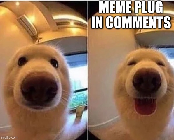 wholesome doggo | MEME PLUG IN COMMENTS | image tagged in wholesome doggo | made w/ Imgflip meme maker