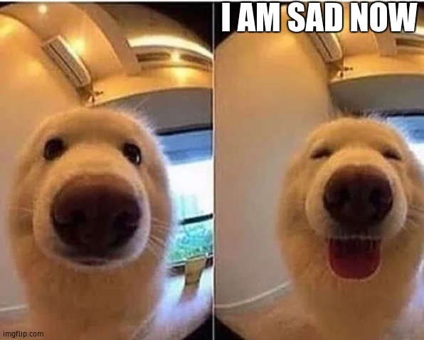 wholesome doggo | I AM SAD NOW | image tagged in wholesome doggo | made w/ Imgflip meme maker