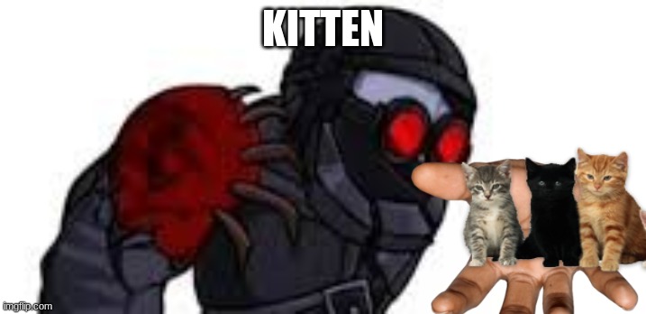 KITTEN | image tagged in kittens | made w/ Imgflip meme maker