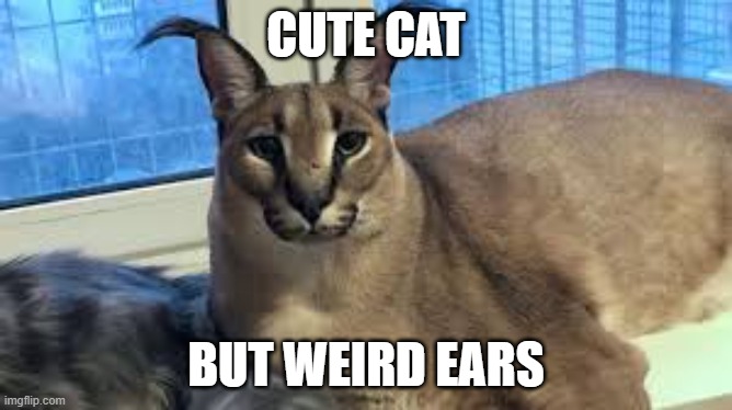 floppa the great and weird | CUTE CAT; BUT WEIRD EARS | image tagged in floppa | made w/ Imgflip meme maker
