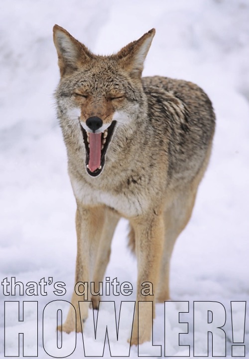 that’s quite a HOWLER! | made w/ Imgflip meme maker