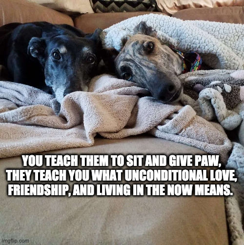 Dog Truths | YOU TEACH THEM TO SIT AND GIVE PAW, THEY TEACH YOU WHAT UNCONDITIONAL LOVE, FRIENDSHIP, AND LIVING IN THE NOW MEANS. | image tagged in dogs,dog memes,dog love,dog truths | made w/ Imgflip meme maker