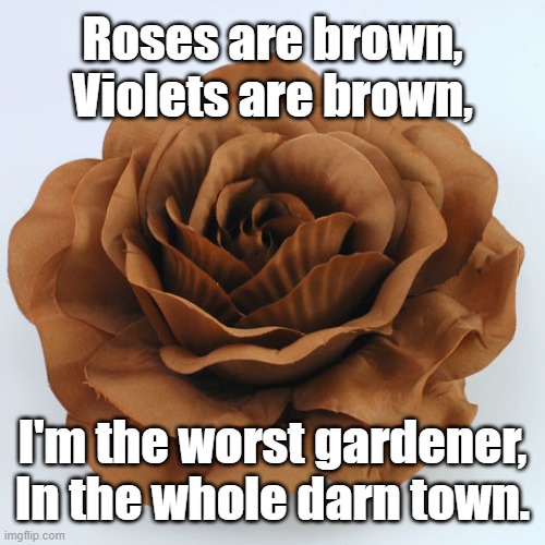 Poetry meme: "Roses are brown, violets are brown. I'm the worst gardener in the whole darn town." |  Roses are brown,
Violets are brown, I'm the worst gardener,
In the whole darn town. | image tagged in memes,funny memes,roses are red violets are are blue,poetry,gardening,humor | made w/ Imgflip meme maker