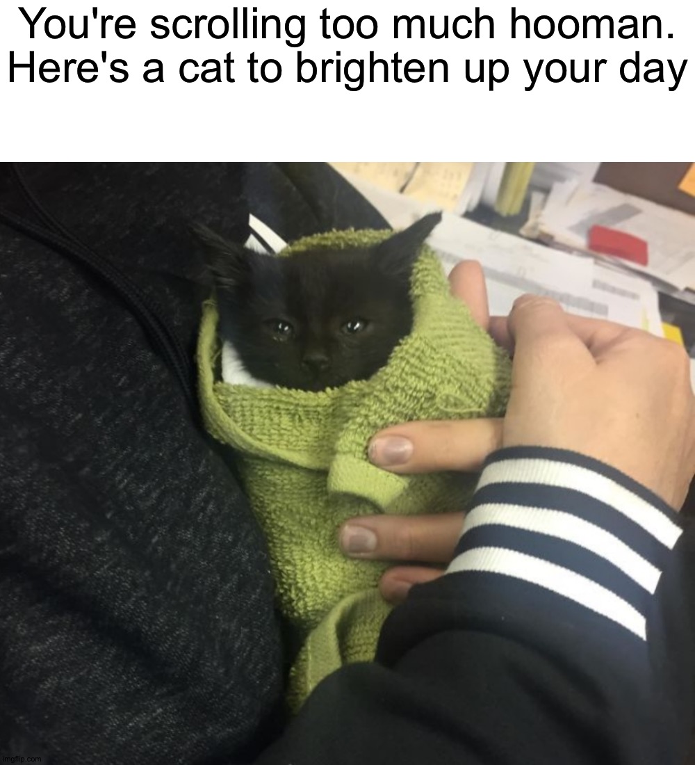 Just drink some water as well | You're scrolling too much hooman. Here's a cat to brighten up your day | image tagged in memes,blank transparent square,funny,funny memes,cats,kittens | made w/ Imgflip meme maker