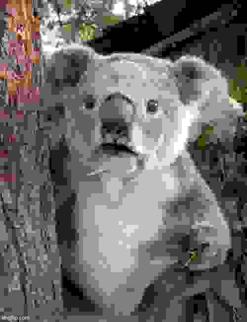 Suprised Koala | image tagged in suprised koala | made w/ Imgflip meme maker