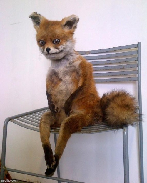 Stoned Fox | image tagged in stoned fox | made w/ Imgflip meme maker