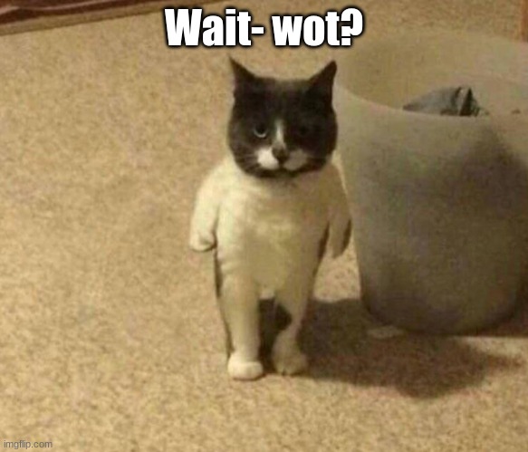 blursed cat | Wait- wot? | image tagged in blursed cat | made w/ Imgflip meme maker