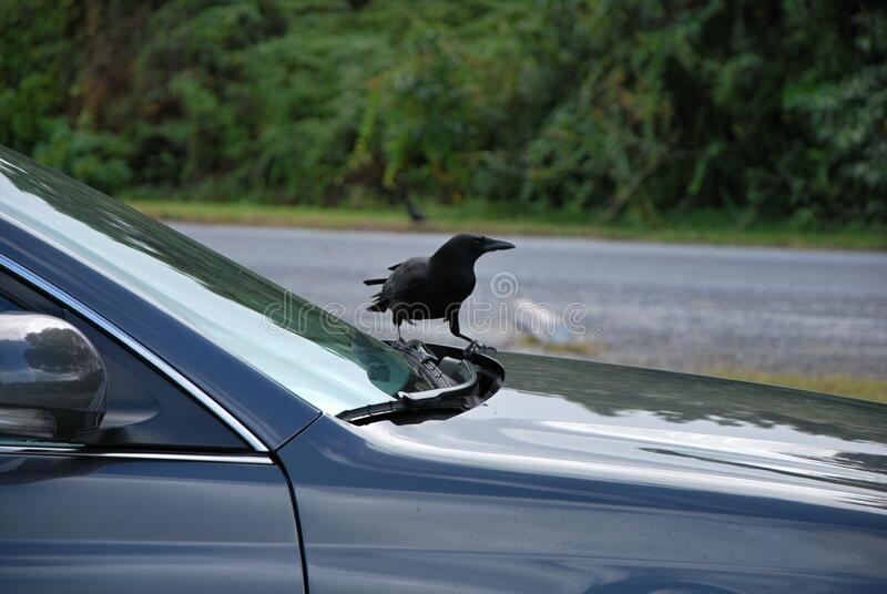 Crow Blank Meme Template