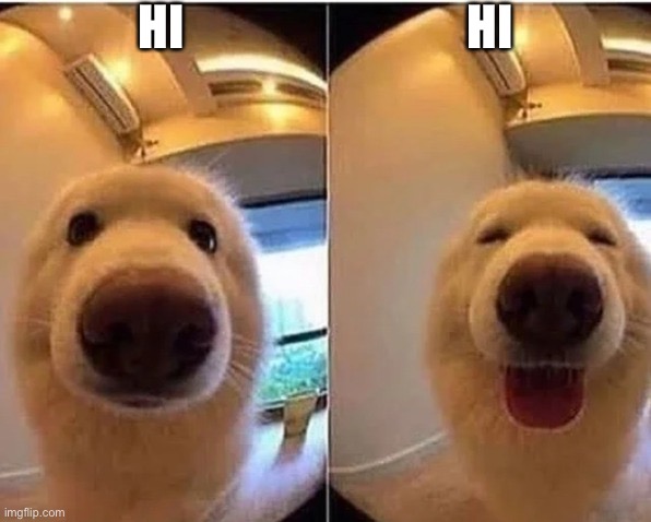 wholesome doggo | HI; HI | image tagged in wholesome doggo | made w/ Imgflip meme maker