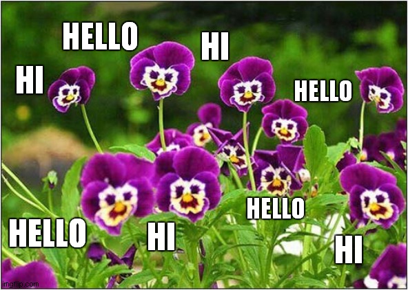 Friendly Flowers ! | HELLO; HI; HELLO; HI; HELLO; HI; HI; HELLO | image tagged in fun,flowers,friendly | made w/ Imgflip meme maker