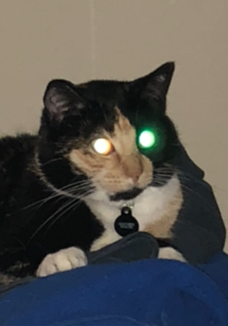 High Quality Particle-Beam Cat Blank Meme Template