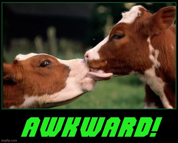How about a little tongue, baby! Oops! | AWKWARD! | image tagged in vince vance,cows,kissing,tongue,awkward moment,memes | made w/ Imgflip meme maker