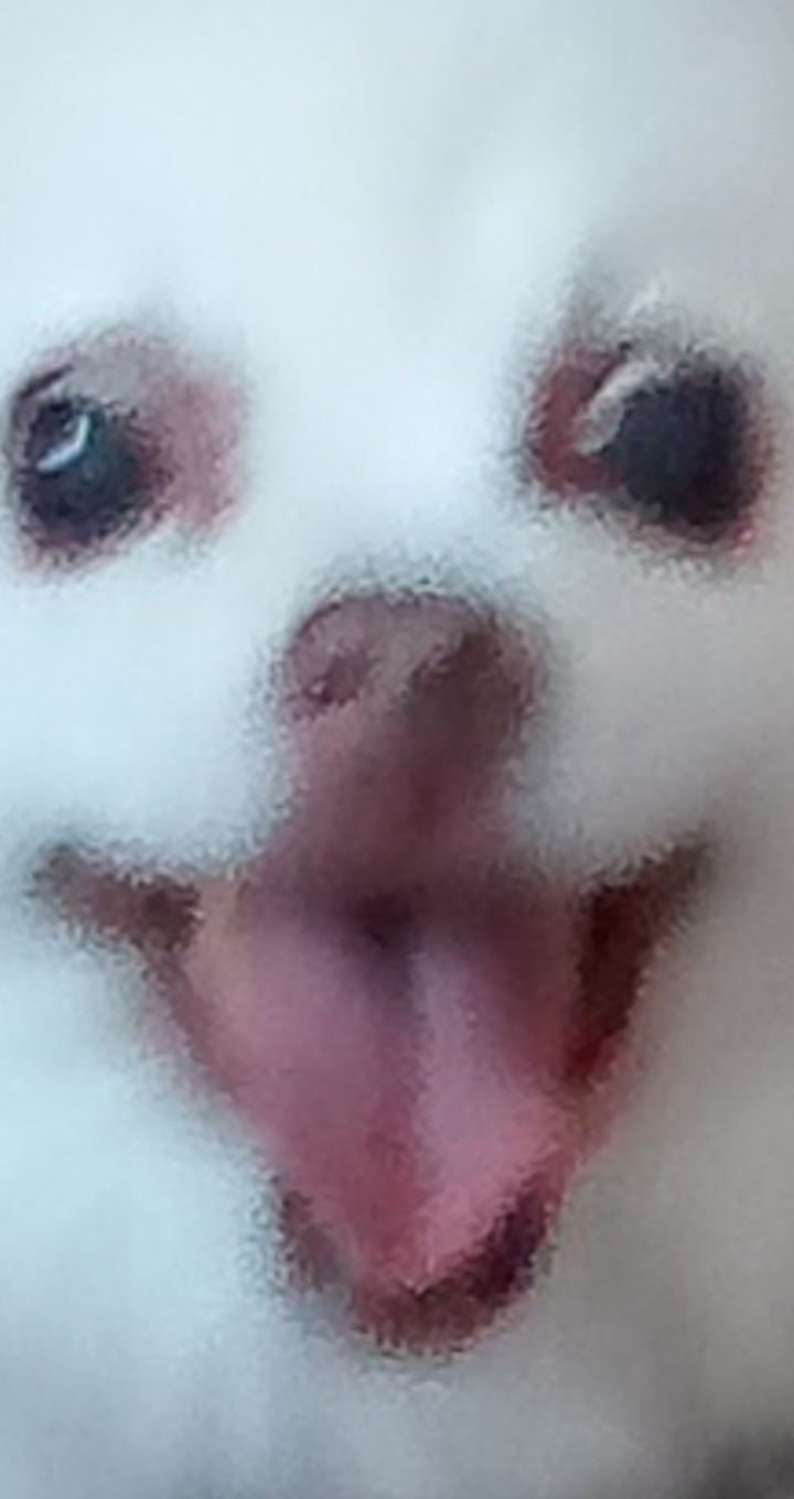 High Quality Wierd dog Blank Meme Template