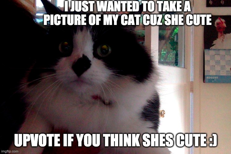 mah cute cat (upvote if you think shes cute) | I JUST WANTED TO TAKE A PICTURE OF MY CAT CUZ SHE CUTE; UPVOTE IF YOU THINK SHES CUTE :) | image tagged in cats,cute cats,cutie | made w/ Imgflip meme maker
