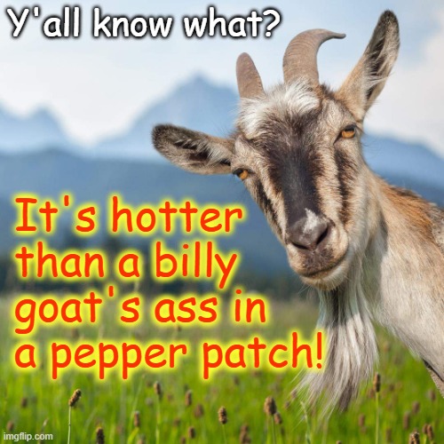 creepy condescending goat | Y'all know what? It's hotter than a billy goat's ass in a pepper patch! | image tagged in creepy condescending goat | made w/ Imgflip meme maker