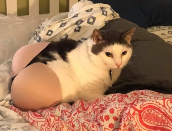 anyone who owns a cat do this pls | made w/ Imgflip meme maker