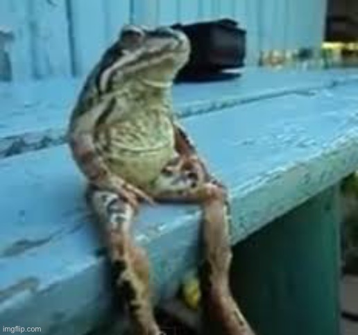 Frog Sit | image tagged in frog sit | made w/ Imgflip meme maker