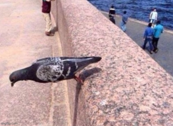 pijon be lookin below | made w/ Imgflip meme maker