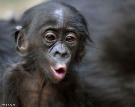 Ooooh monkey  | image tagged in ooooh monkey | made w/ Imgflip meme maker