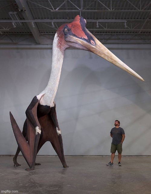 Quetzalcoatlus biggest animal to fly | image tagged in memes | made w/ Imgflip meme maker