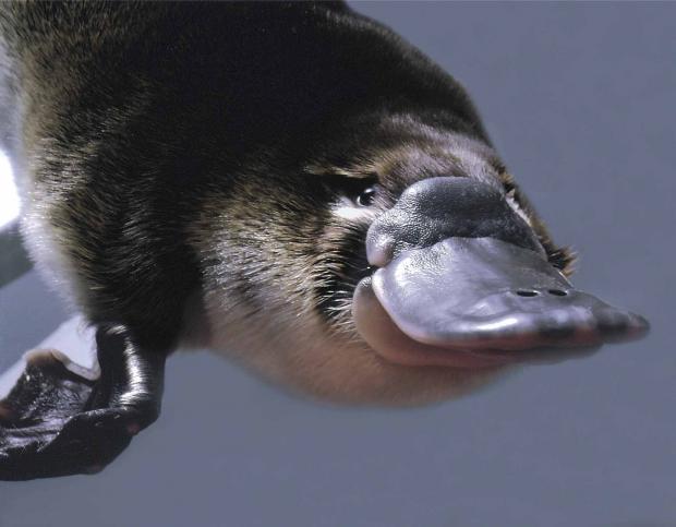 High Quality platypus is pleased Blank Meme Template