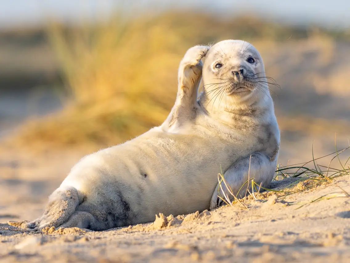 Thinking Seal Blank Meme Template