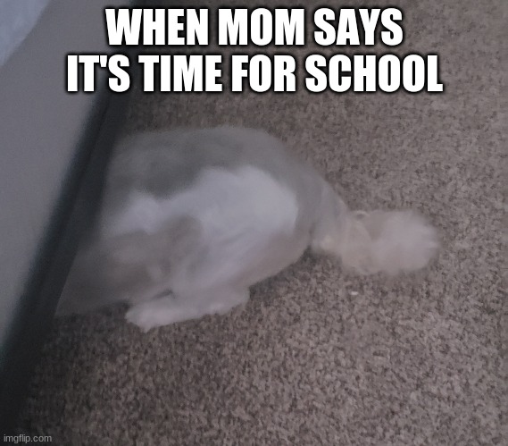 When is about to start | WHEN MOM SAYS IT'S TIME FOR SCHOOL | image tagged in dog,funny | made w/ Imgflip meme maker