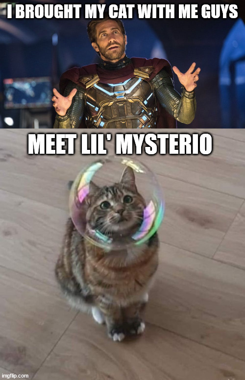 Now this is an Avengers-level cuteness! | I BROUGHT MY CAT WITH ME GUYS; MEET LIL' MYSTERIO | image tagged in marvel,cats | made w/ Imgflip meme maker