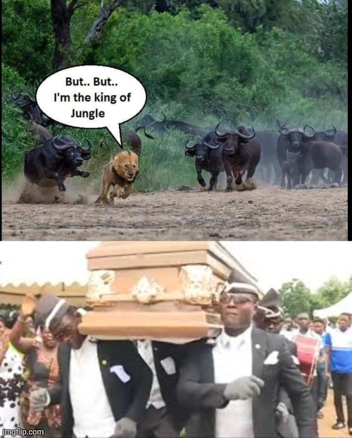 Lions | image tagged in coffin dance | made w/ Imgflip meme maker