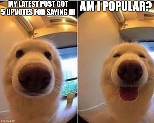 wholesome doggo | MY LATEST POST GOT 5 UPVOTES FOR SAYING HI; AM I POPULAR? | image tagged in wholesome doggo | made w/ Imgflip meme maker