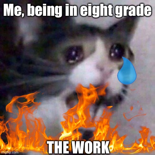 Whyyyyyy | Me, being in eight grade; THE WORK | image tagged in screaming cat | made w/ Imgflip meme maker