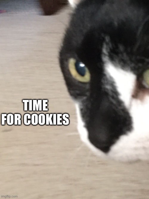 Time for cookies | TIME FOR COOKIES | image tagged in cookies,cats | made w/ Imgflip meme maker