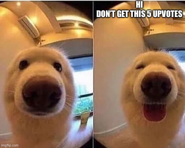 wholesome doggo | HI
DON’T GET THIS 5 UPVOTES | image tagged in wholesome doggo | made w/ Imgflip meme maker