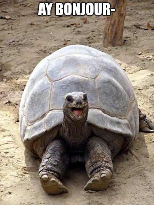 Smiling happy excited tortoise | AY BONJOUR- | image tagged in smiling happy excited tortoise | made w/ Imgflip meme maker