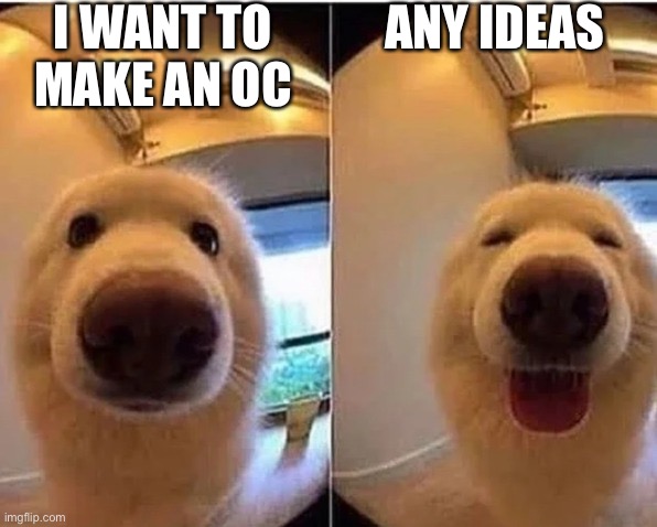 wholesome doggo | I WANT TO MAKE AN OC; ANY IDEAS | image tagged in wholesome doggo | made w/ Imgflip meme maker