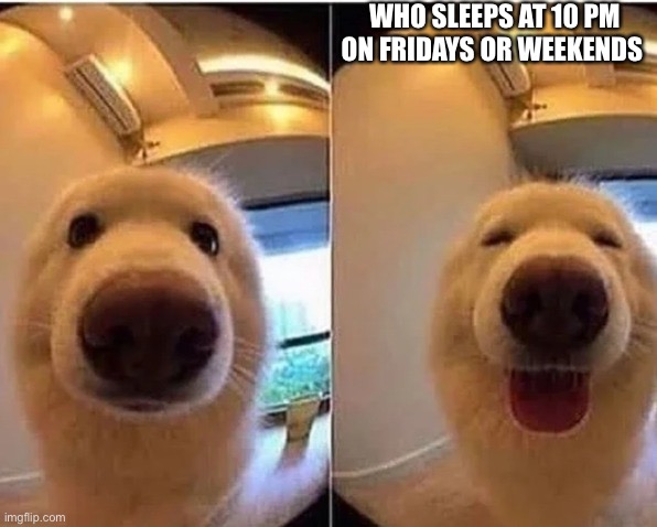 wholesome doggo | WHO SLEEPS AT 10 PM ON FRIDAYS OR WEEKENDS | image tagged in wholesome doggo | made w/ Imgflip meme maker