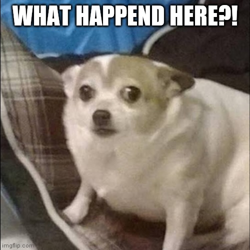 Scared Puppy | WHAT HAPPEND HERE?! | image tagged in scared puppy | made w/ Imgflip meme maker