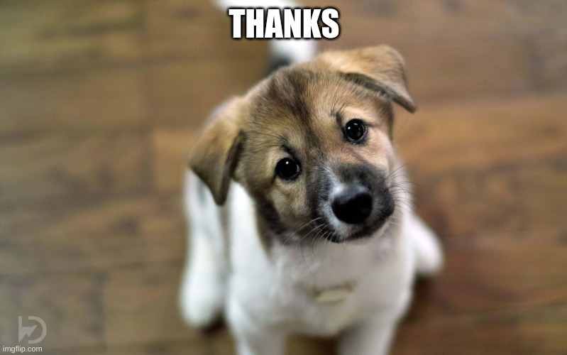 Cute dog | THANKS | image tagged in cute dog | made w/ Imgflip meme maker