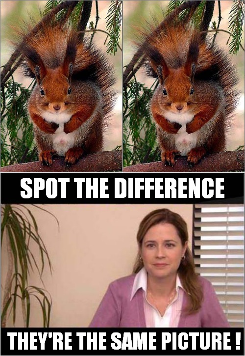 What A Waste Of Time ! |  SPOT THE DIFFERENCE; THEY'RE THE SAME PICTURE ! | image tagged in spot the difference,squirrels,corporate needs you to find the differences | made w/ Imgflip meme maker