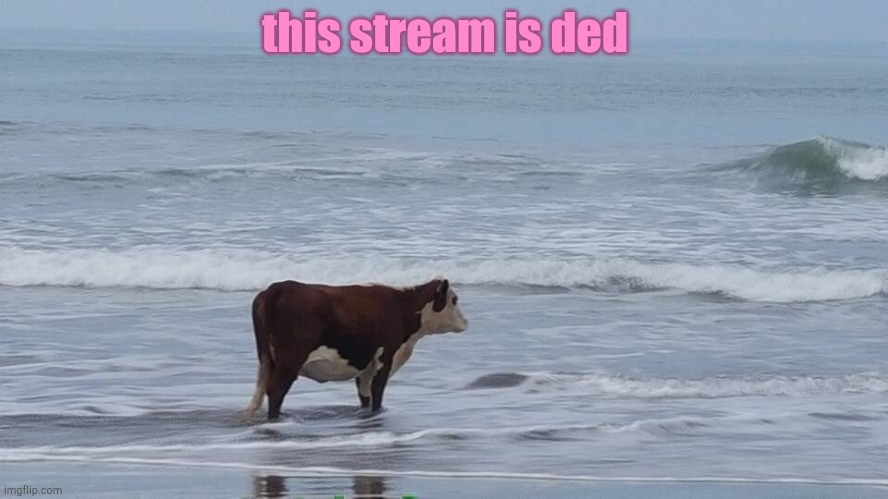 sad cow | this stream is ded | image tagged in sad cow | made w/ Imgflip meme maker