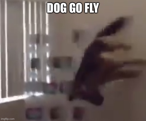 Doggo | DOG GO FLY | image tagged in what the dog doin | made w/ Imgflip meme maker