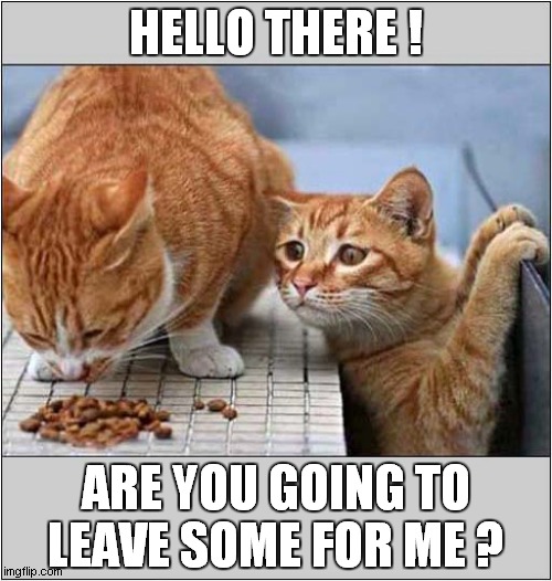 It's Biscuit Time ! | HELLO THERE ! ARE YOU GOING TO LEAVE SOME FOR ME ? | image tagged in cats,greedy,begging | made w/ Imgflip meme maker