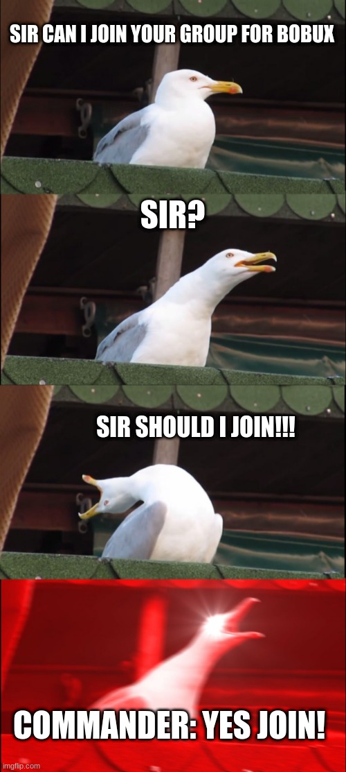 The Join My Group MEME | SIR CAN I JOIN YOUR GROUP FOR BOBUX; SIR? SIR SHOULD I JOIN!!! COMMANDER: YES JOIN! | image tagged in memes,inhaling seagull | made w/ Imgflip meme maker